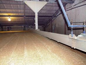 Perry of Oakley filling grain shed to maximum